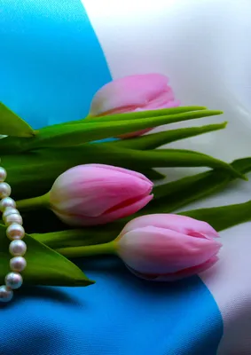 Купить Чехол для iPhone 11 Pro Max (6.5) Flower galery (Тюльпаны) в  интернет-магазине Prostocase с доставкой по Воронежу и России: цены, фото,  отзывы