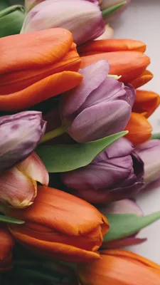 Images Tulips flower Closeup Colored background 1080x1920