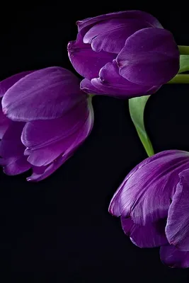 весенний фон с розовыми тюльпанами Стоковое Изображение - изображение  насчитывающей флористическо, тюльпаны: 271188315