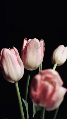 Скачать 800x1200 тюльпаны, цветы, корзина, фон обои, картинки iphone 4s/4  for parallax