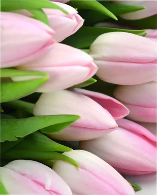 Скачать 1350x2400 тюльпаны, цветы, букет, светлый, эстетика обои, картинки  iphone 8+/7+/6s+/6+ for parallax