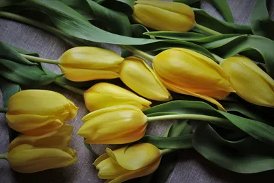 луковицытюльпанов #тюльпаны🌷 #луковицы #цветы #тюльпаналматы | Instagram