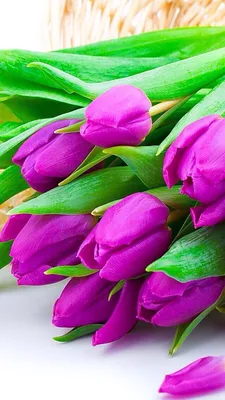 Wallpaper iPhone | Tulips flowers, Pretty flowers, Beautiful rose flowers