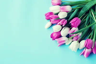 Обои для рабочего стола Тюльпаны цветок Цветной фон