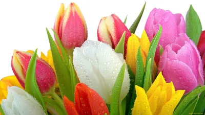 Обои Цветы Тюльпаны, обои для рабочего стола, фотографии цветы, тюльпаны,  капли, разноцветные Обои для рабочего стола, скачать обои картинки заставки  на рабочий стол.