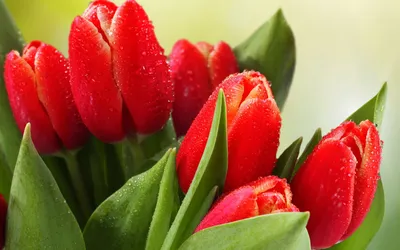 Красные тюльпаны скачать фото обои для рабочего стола (картинка 9 из 9)