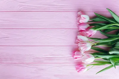 Обои на рабочий стол Розовые тюльпаны на розовых досках, обои для рабочего  стола, скачать обои, обои бесплатно