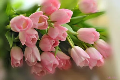Обои на рабочий стол Нежно-розовые тюльпаны на размытом фоне, обои для рабочего  стола, скачать обои, обои бесплатно
