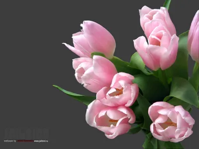 Обои \"Тюльпаны\" на рабочий стол, скачать бесплатно лучшие картинки Тюльпаны  на заставку ПК (компьютера) | mob.org