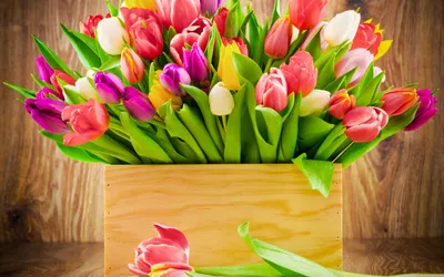Букет тюльпанов на рабочий стол (60 фото)
