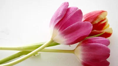 Обои для рабочего стола Розовый Тюльпаны Цветы Много белым фоном