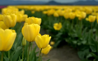 Тюльпаны на рабочий стол - 71 фото