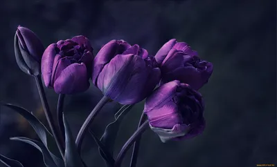Цветы тюльпаны, поле фото, обои на рабочий стол