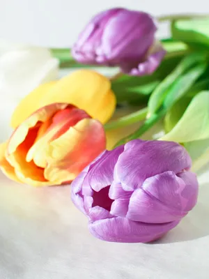 Обои тюльпаны, цветы, лепестки, розовый, листья картинки на рабочий стол,  фото скачать бесплатно