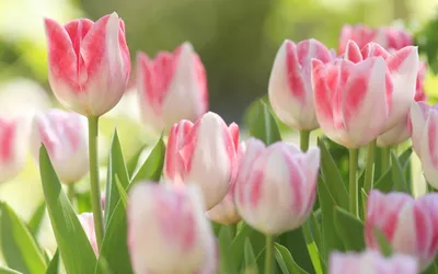 Бело-розовые тюльпаны скачать фото обои для рабочего стола (картинка 2 из 2)