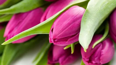 Красивые тюльпаны на рабочий стол - красивые фото