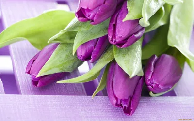 Свежие тюльпаны скачать фото обои для рабочего стола (картинка 2 из 2)