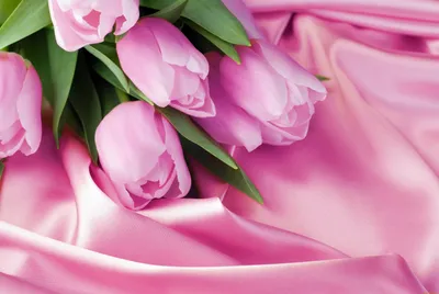 Обои на рабочий стол: Тюльпаны, Цветы, Растения - скачать картинку на ПК  бесплатно № 17681
