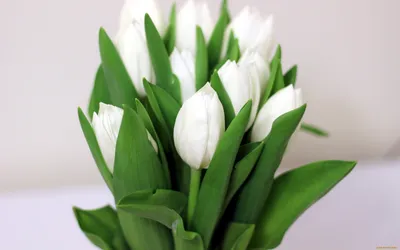 Белые тюльпаны скачать фото обои для рабочего стола (картинка 4 из 4)