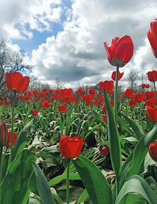 Красные тюльпаны - Tulips - цветы и клипарты - Цветы