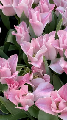 Обои букет, тюльпаны, color картинки на рабочий стол, раздел цветы -  скачать | Тюльпаны, Фиолетовые тюльпаны, Цветы
