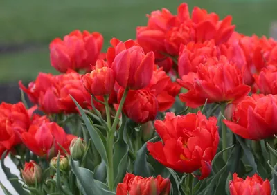 Крупнейшие тюльпаны и другие виды Tulipa L., фото