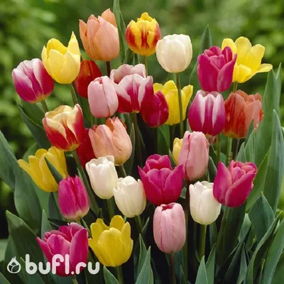 Тюльпан (Tulipa) - «♧ Моя (пока) скромная коллекция. Сложности выращивания  сортовых тюльпанов на \"тяжелой\" почве. Подготовка тюльпанов к посадке,  подкормка и уход.» | отзывы