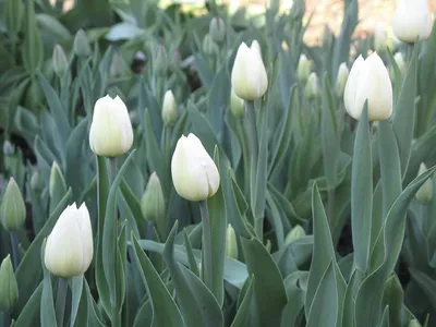 Всё тюльпанах :: Flower Bazar