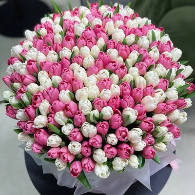 Тюльпаны фото цветов фотографии