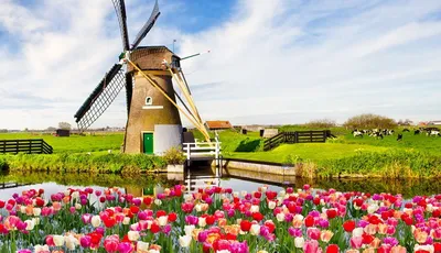 Тюльпаны голландии фото фотографии