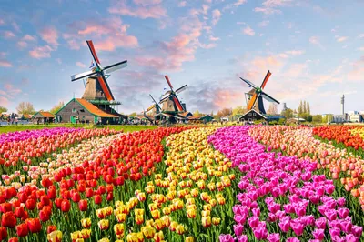 Почему в Голландии так любят тюльпаны | Ваш Урок | Дзен