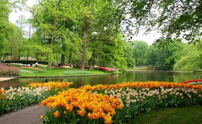 Нидерланды Парки Пруд Тюльпаны Keukenhof Gardens Деревья Природа | Красивые  сады, Сады на открытом воздухе, Природа