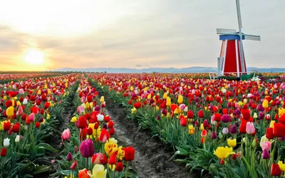 Голландские тюльпаны и ветрянка Стоковое Изображение - изображение  насчитывающей культурно, строя: 40440023