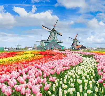 Голландия тюльпаны (45 фото) - 45 фото