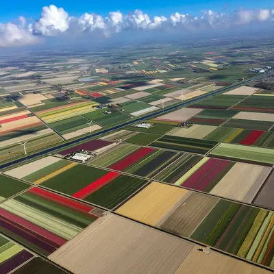 Тюльпаны весны в Голландии на сумраке Стоковое Фото - изображение  насчитывающей цветасто, природа: 28771006