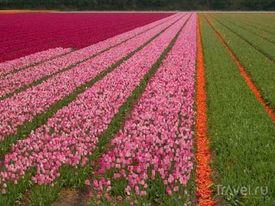 Поля тюльпанов в Нидерландах, …» — создано в Шедевруме