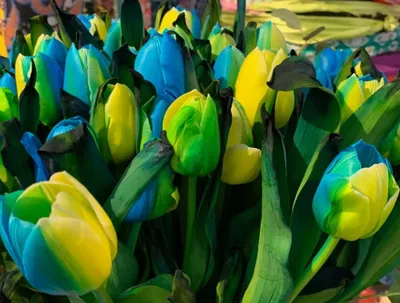 Тюльпаны Голландии, Клод Моне - описание картины