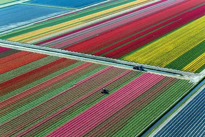 История одной пирамиды: как тюльпаны стали национальным достоянием  Нидерландов | Вокруг Света
