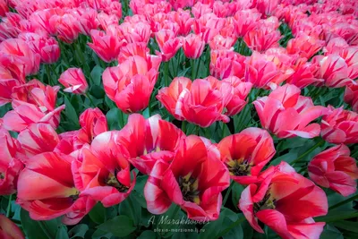СонцеCад - Луковицы тюльпанов. Уникальные сорта из Голландии