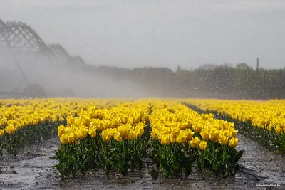 Почему в Голландии так любят тюльпаны | Ваш Урок | Дзен