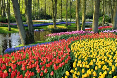 Тюльпановые поля в Нидерландах: когда цветут и как туда добраться