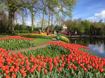 Тюльпаны в саду. Красные тюльпаны Голландии с красочным гиацинтом весной.  Амстердам, Нидерланды. Стоковое Изображение - изображение насчитывающей  красивейшее, зеленый: 210764105