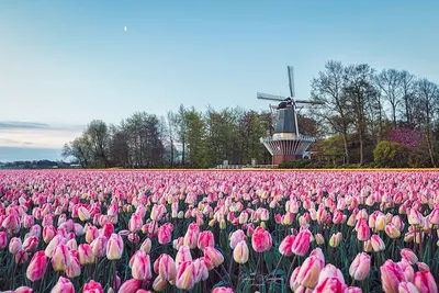 Тюльпаны из Голландии оптом