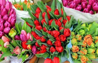 Купить Букет из 9 красных тюльпанов и мимозы с оформлением в Томске -  доставка цветов МАКИ