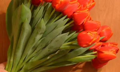 Тюльпаны, мимозы или котики: сколько стоят цветы к 8-му марта в Запорожье?  | Портал Акцент