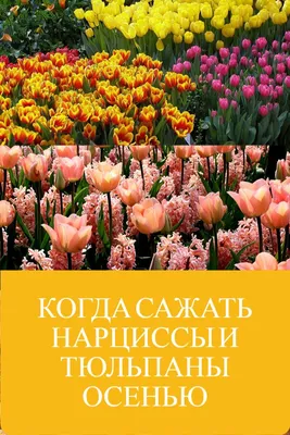 Букет с тюльпанами и нарциссами - купить с доставкой от ElitBuket