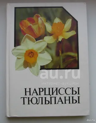 Когда сажать нарциссы и тюльпаны осенью | Нарциссы, Тюльпаны, Луковичные  цветы