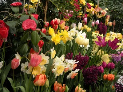 Тюльпаны, нарциссы, гиацинты, мускари. Цветение первоцветов в горшках для  балкона. 22 марта 2023 - YouTube