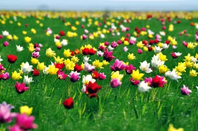 Тюльпаны казахстана фото фотографии