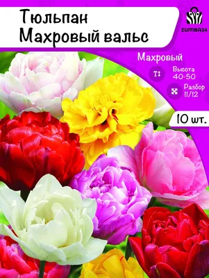 Саженцы Тюльпан махровый ранний \"Дример\" (Dreamer) 3шт в упаковке (размер  12/+), купить в Казани